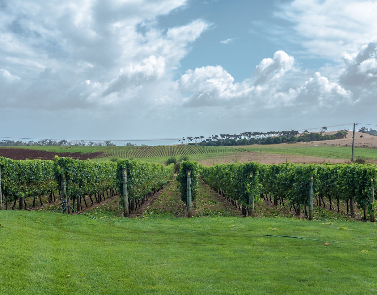 Vineyard rows stretching across gently sloping farmland with the ocean visible in the distance under a cloudy sky.