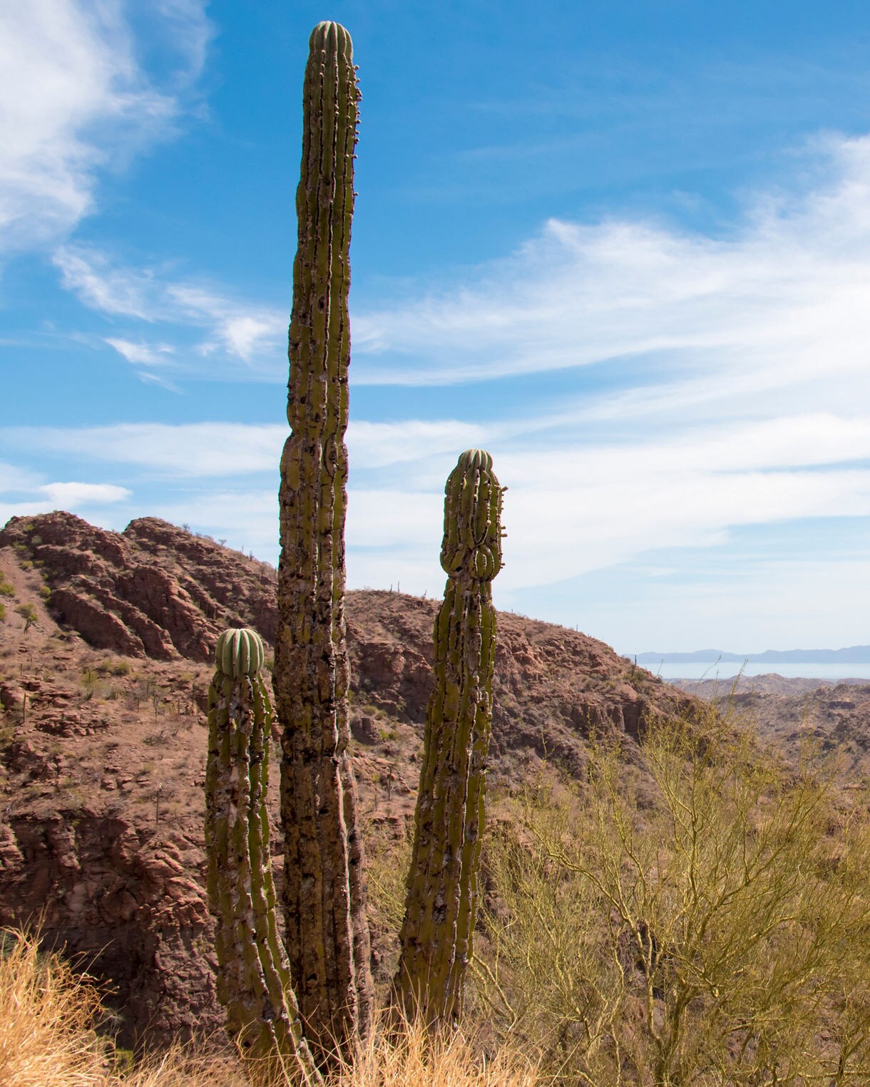 Tall cacti in the foreground overlooking rocky desert mountains of the Sierra de la Giganta under a bright blue sky.
