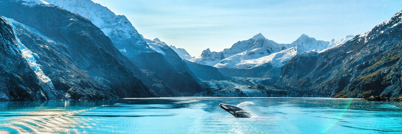 Panoramic view of an Alaska luxury cruise scene with a humpback whale breaching from the water against the dramatic landscape of Glacier Bay, surrounded by glaciers and mountains.