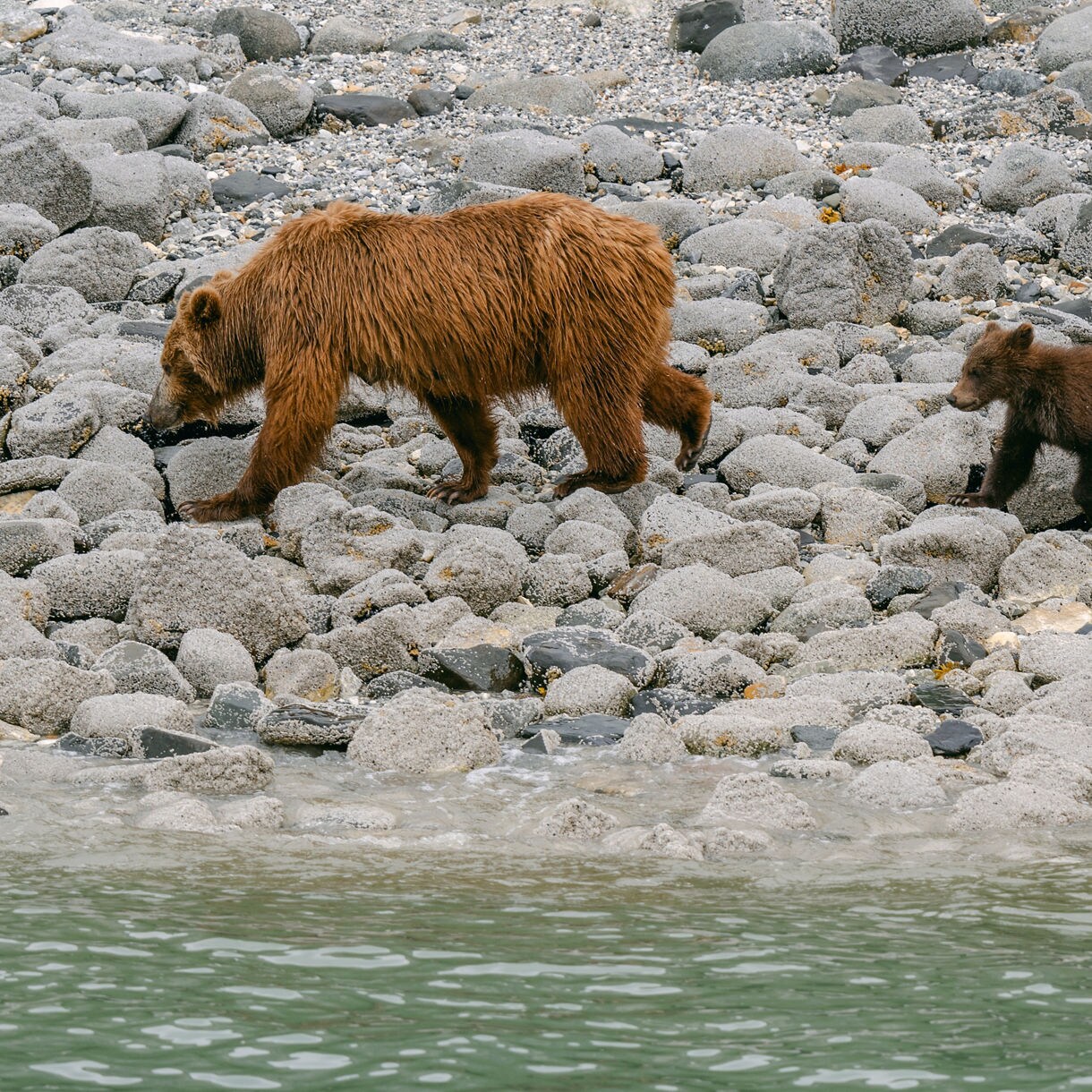 A brown bear and her cub walking across a rocky shoreline near Glacier Bay, with the cub following closely behind.