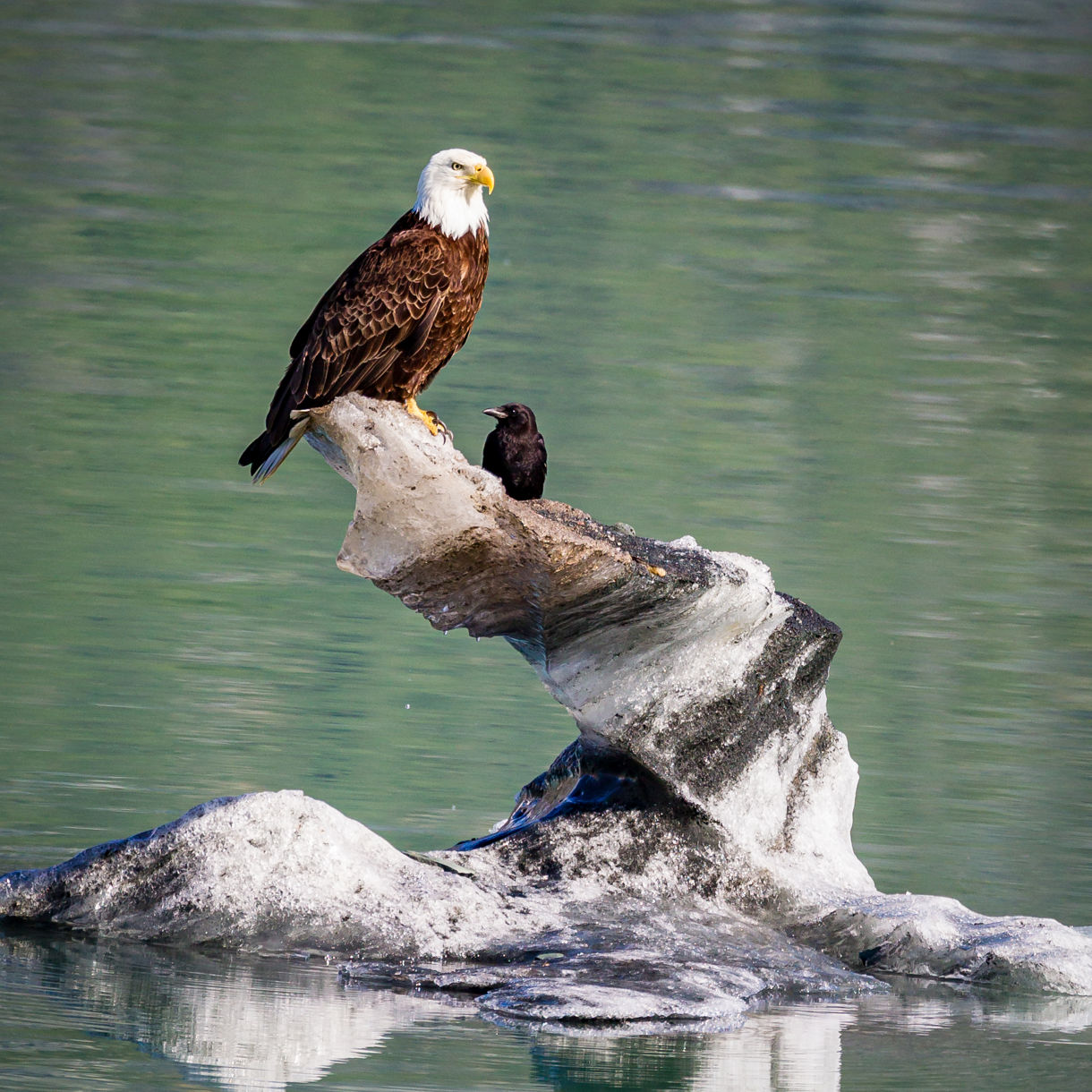 A bald eagle perched on a piece of ice in Glacier Bay, Alaska, with a raven sitting beside it, both facing the calm waters surrounded by a pristine landscape.