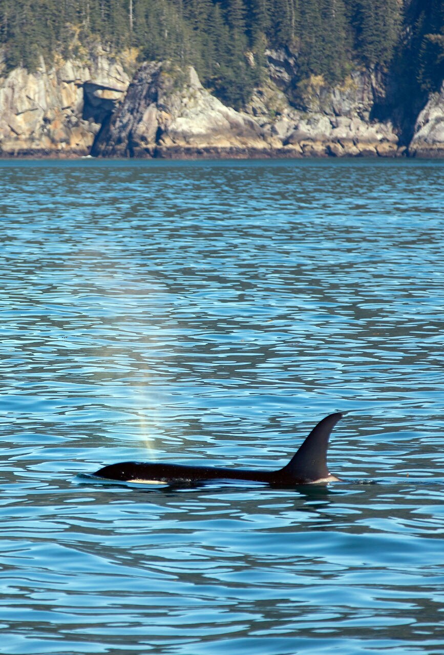 A close-up of an orca's dorsal fin and spout in Glacier Bay, Alaska, with clear blue water and a rugged, forested coastline in the background.