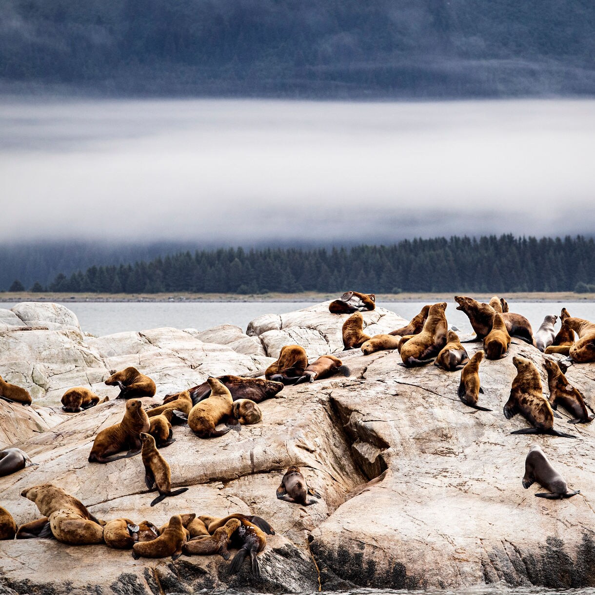 Seals at Glacier Bay.