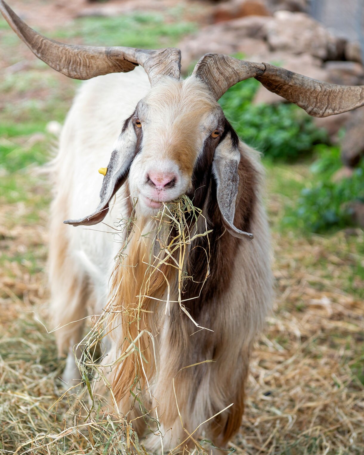 A long-haired goat with large curved horns eating hay while standing on a farmyard ground.