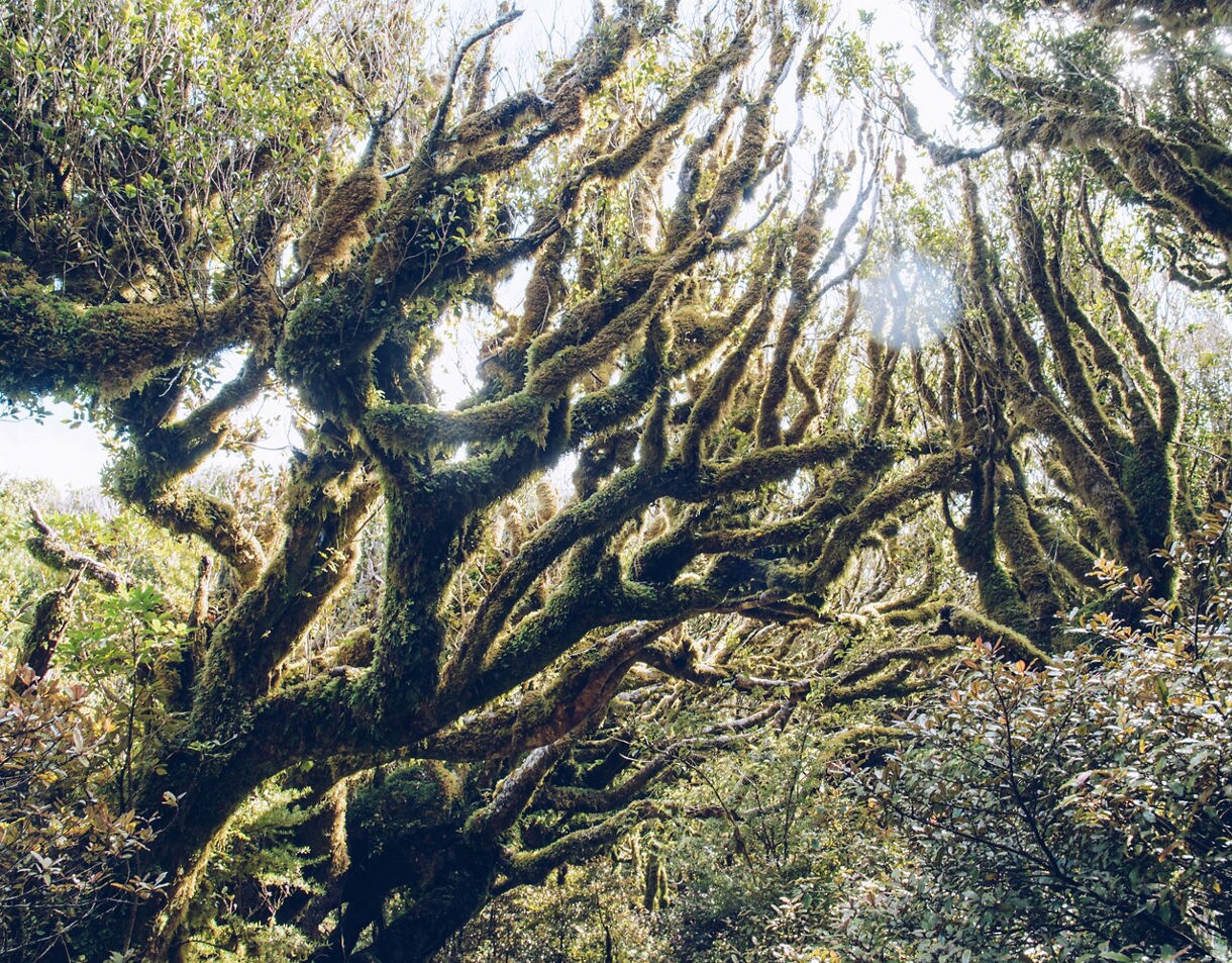 Dense forest with gnarled, moss-covered tree branches arching overhead, creating an enchanted, tunnel-like canopy with sunlight filtering through the leaves.