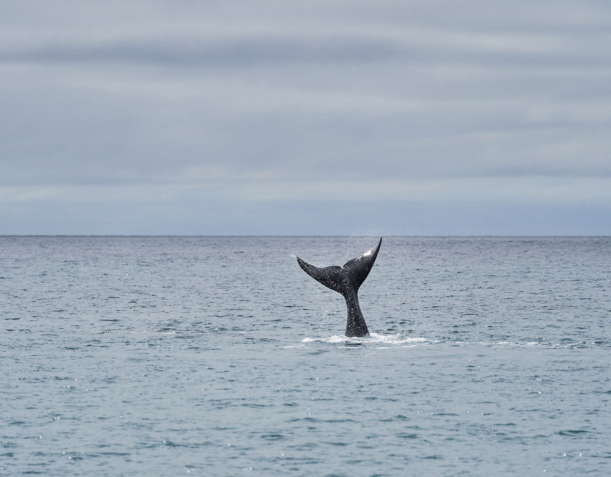A whale tail rises from the surface of a gray-blue sea under an overcast sky, splashing water as it descends.