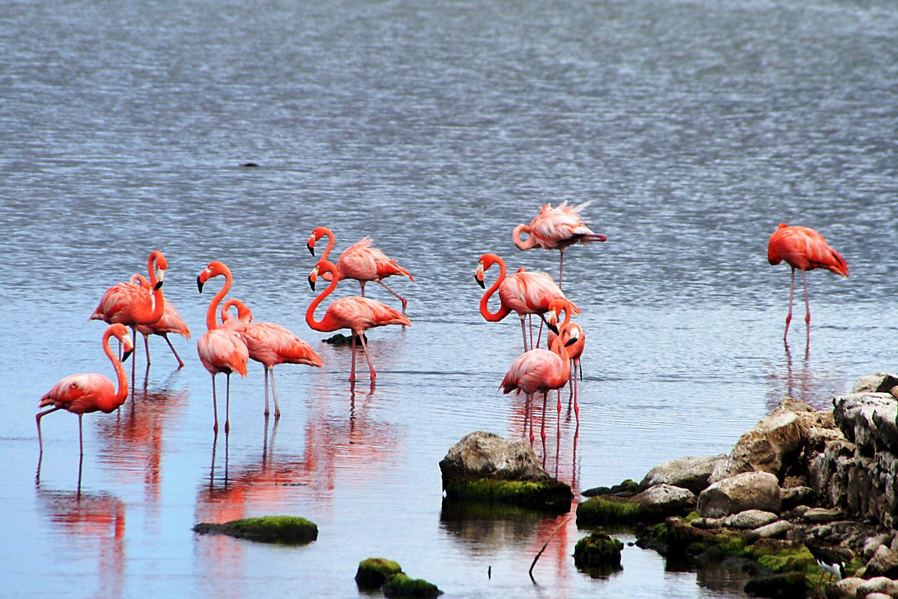 A group of flamingos stands in shallow turquoise waters, surrounded by lush greenery and a dramatic sky, in Bonaire's scenic landscape.