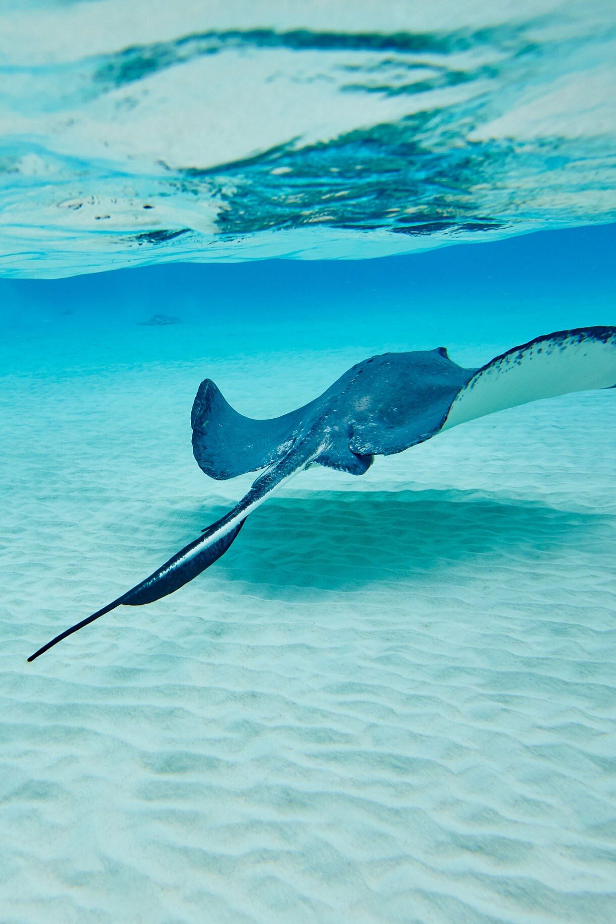 grand cayman caribbean stingray ocean