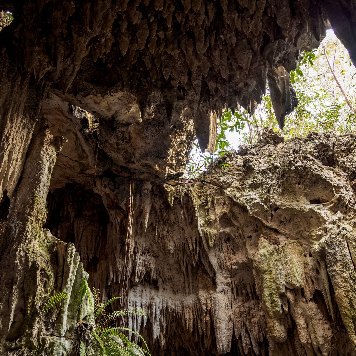 A scenic entrance to Grand Cayman's Crystal Caves, featuring towering tree roots, ferns and rugged limestone formations leading into a dark cave passage.