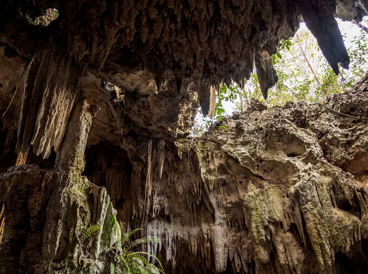A scenic entrance to Grand Cayman's Crystal Caves, featuring towering tree roots, ferns and rugged limestone formations leading into a dark cave passage.