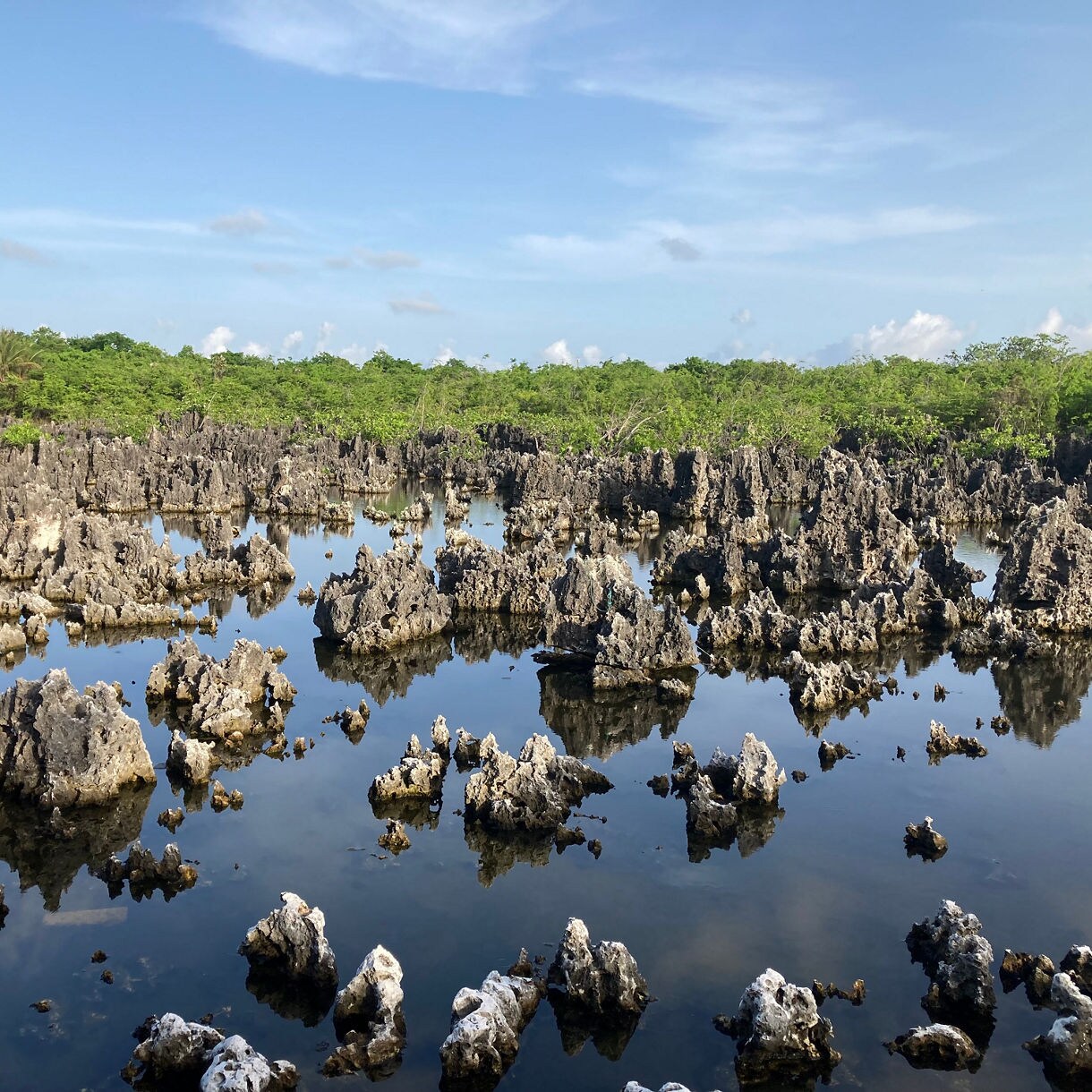 Jagged black limestone formations rise from shallow reflective waters, surrounded by lush greenery in Hell, Grand Cayman.