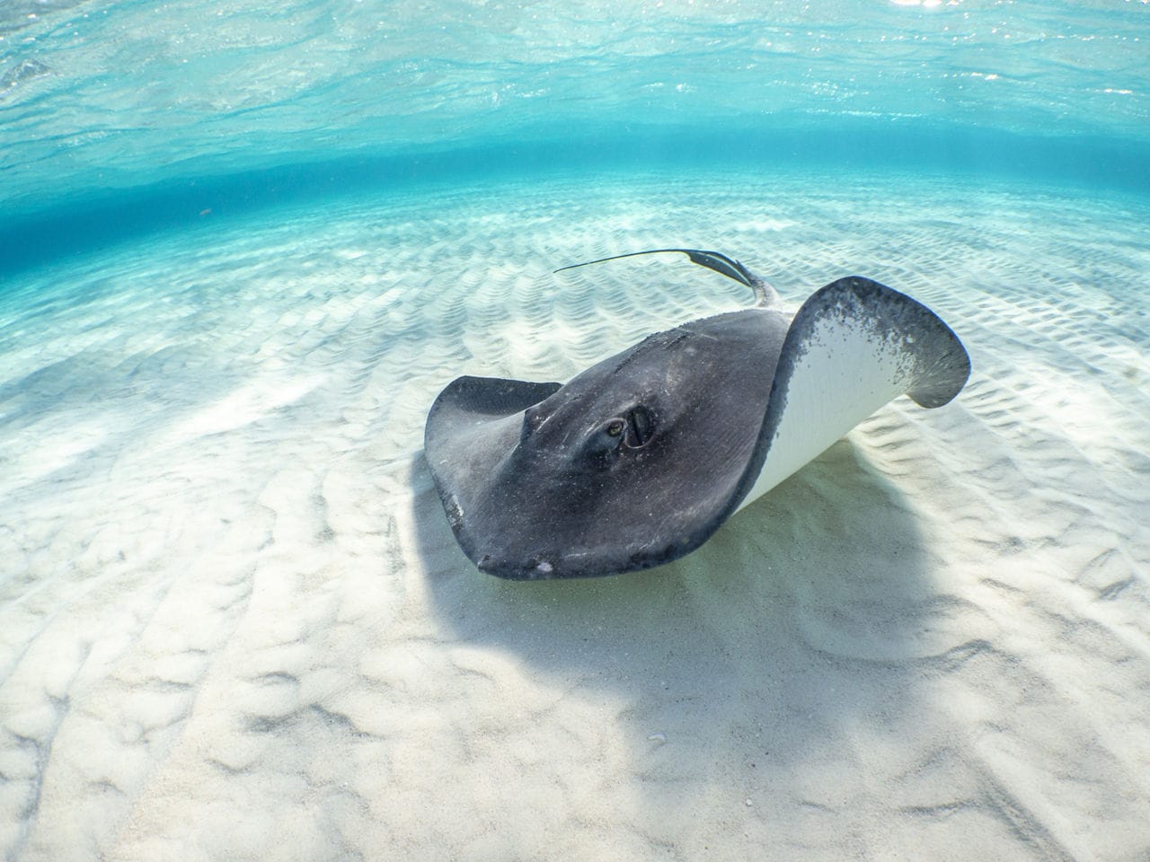 A stingray rests on the rippled white sand of Grand Cayman's Stingray City, surrounded by shallow, sunlit turquoise waters.