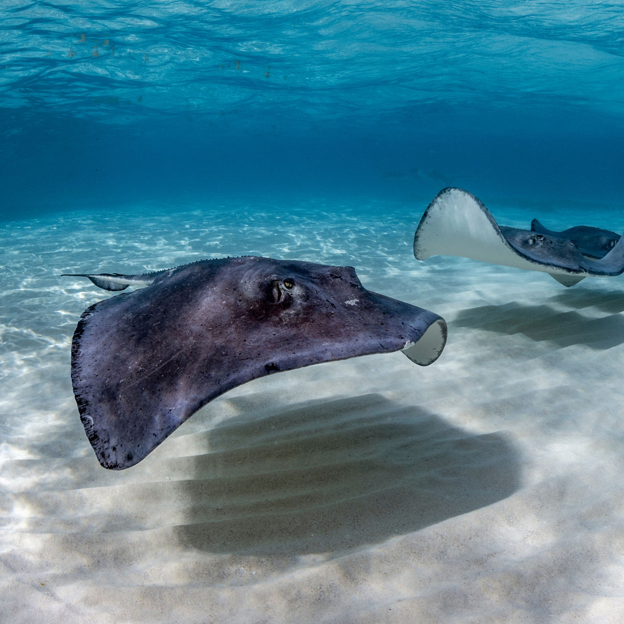Southern stingrays gliding through the clear shallow waters of Stingray City in Grand Cayman.