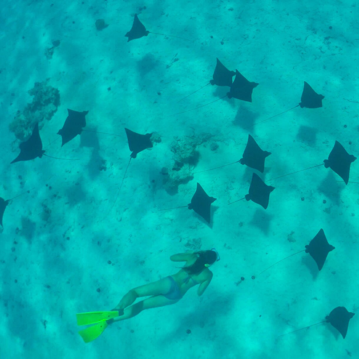 A snorkeler with yellow fins swims alongside a group of stingrays gliding over the sandy ocean floor in Grand Cayman.