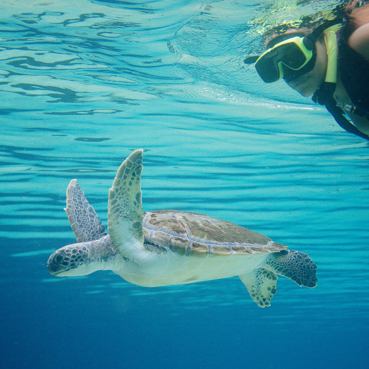 A snorkeler in a black and yellow mask swims near a sea turtle in the clear blue waters of Grand Cayman’s Turtle Centre.