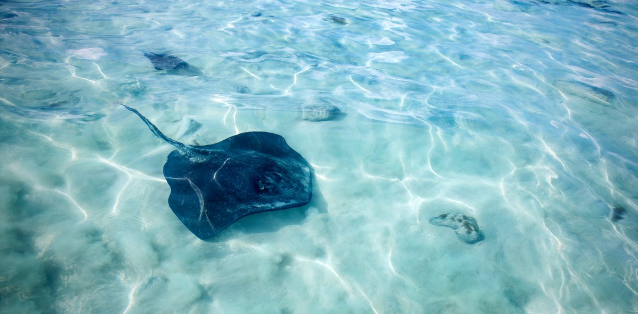 A close-up of a stingray swimming in the shallow, transparent waters of the Caribbean, casting gentle shadows on the sandy ocean floor. 