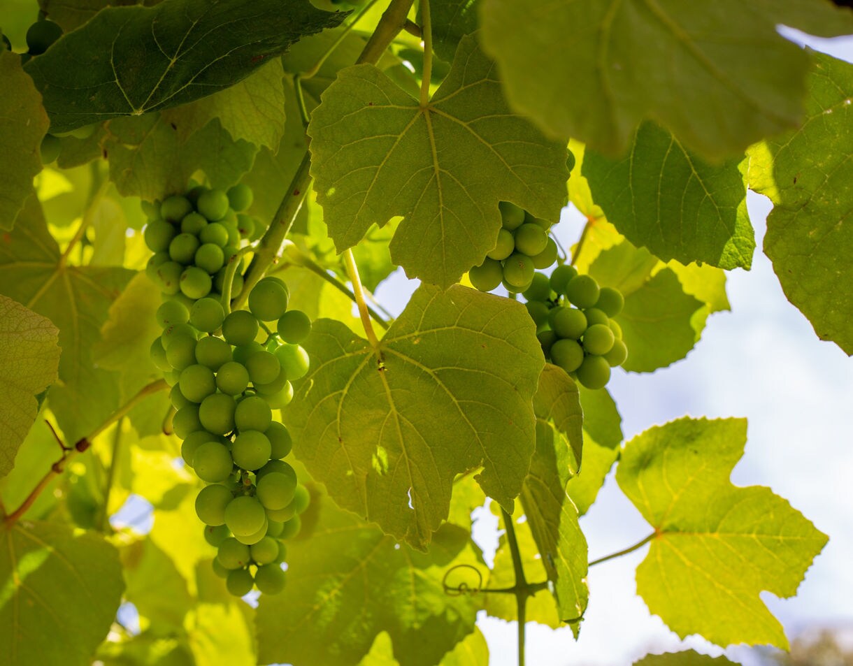 Close-up of green grapes hanging from sunlit vines, surrounded by bright green leaves glowing in soft daylight.