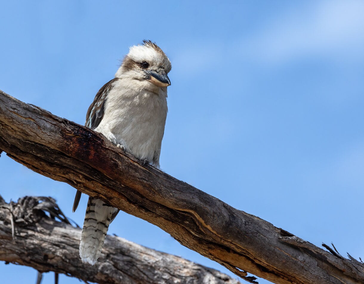 Close-up of a kookaburra perched on a weathered tree branch against a bright blue sky, showing its cream and brown feathers and distinctive sturdy beak.
