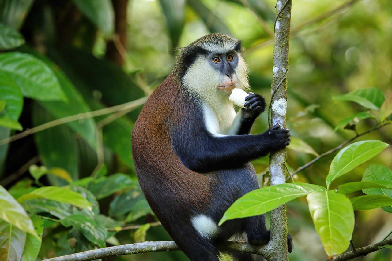 A Mona monkey perched on a tree branch in Grenada’s Grand Etang National Park holding a piece of fruit with its black and brown fur contrasting against the vibrant green jungle backdrop.