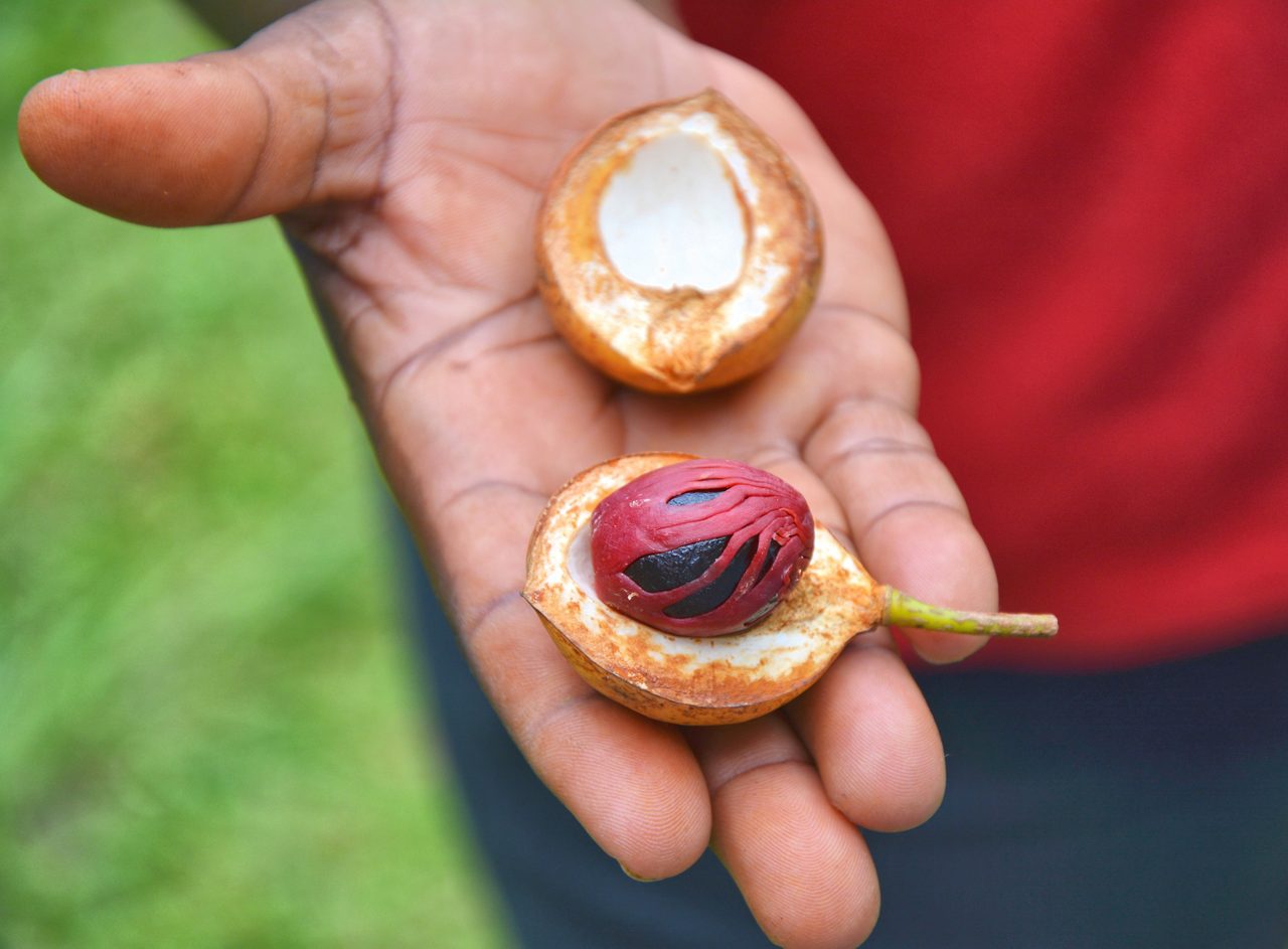 Hand holding a freshly split nutmeg fruit with its seed wrapped in red mace, against a blurred green background in Grenada