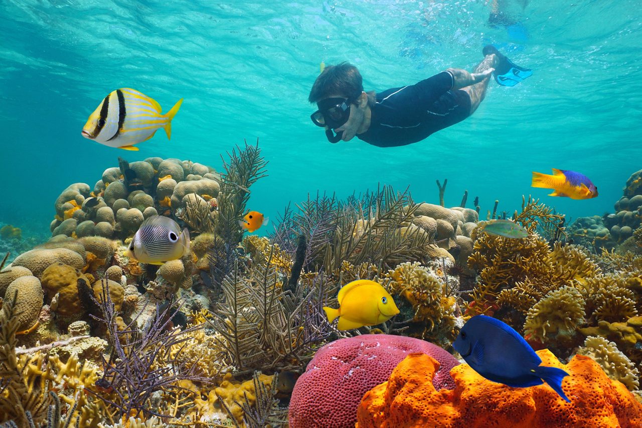 A snorkeler explores Guadeloupe’s coral reef, surrounded by bright tropical fish and diverse marine life.