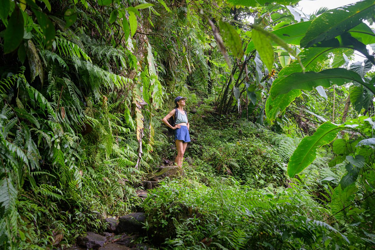 A woman hiking through Guadeloupe’s rainforest, surrounded by dense green foliage, ferns and large tropical leaves along a narrow trail.