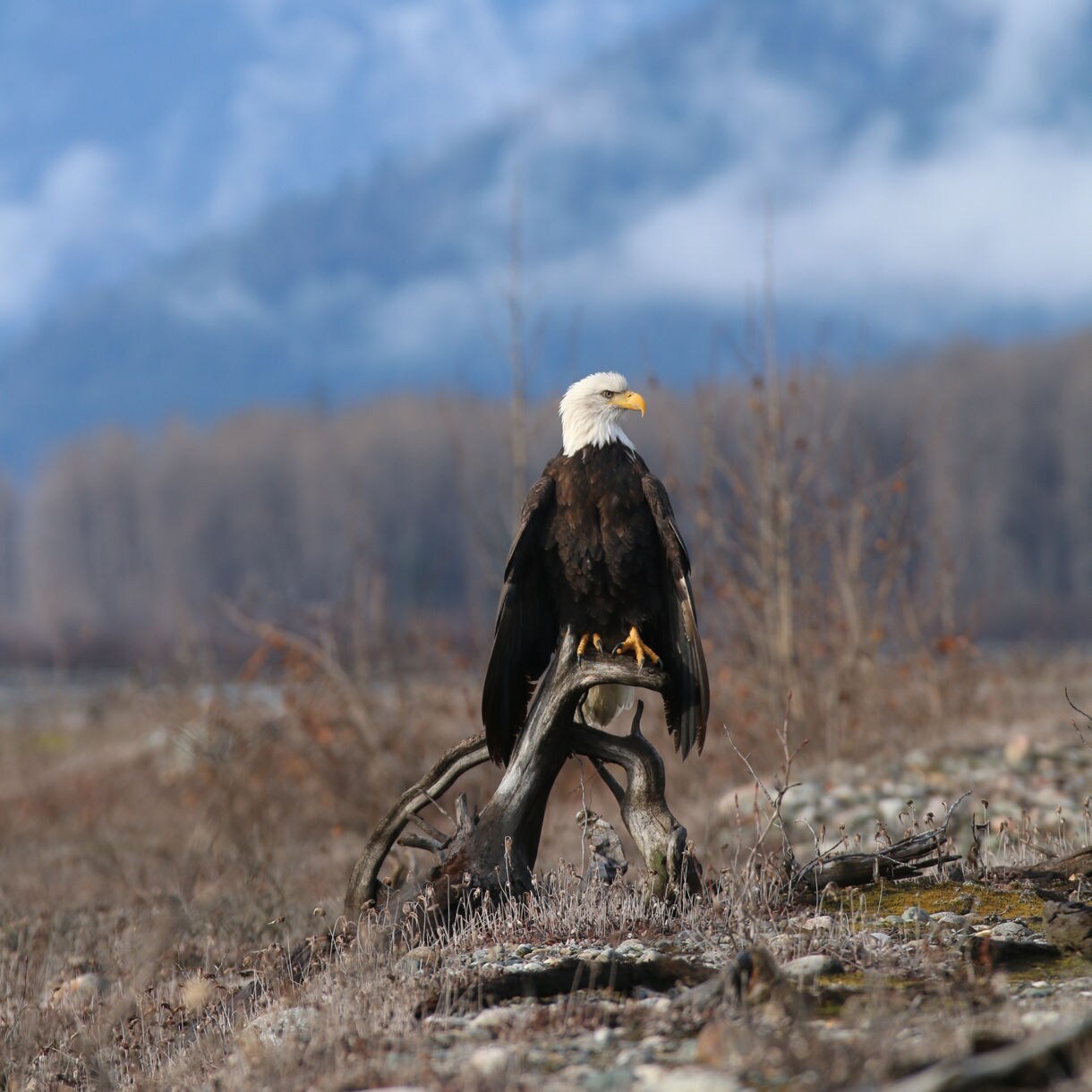 Bald eagle perched on a twisted tree stump in a frosty field near Haines, Alaska, with bare trees and snow-covered mountains in the misty background.
