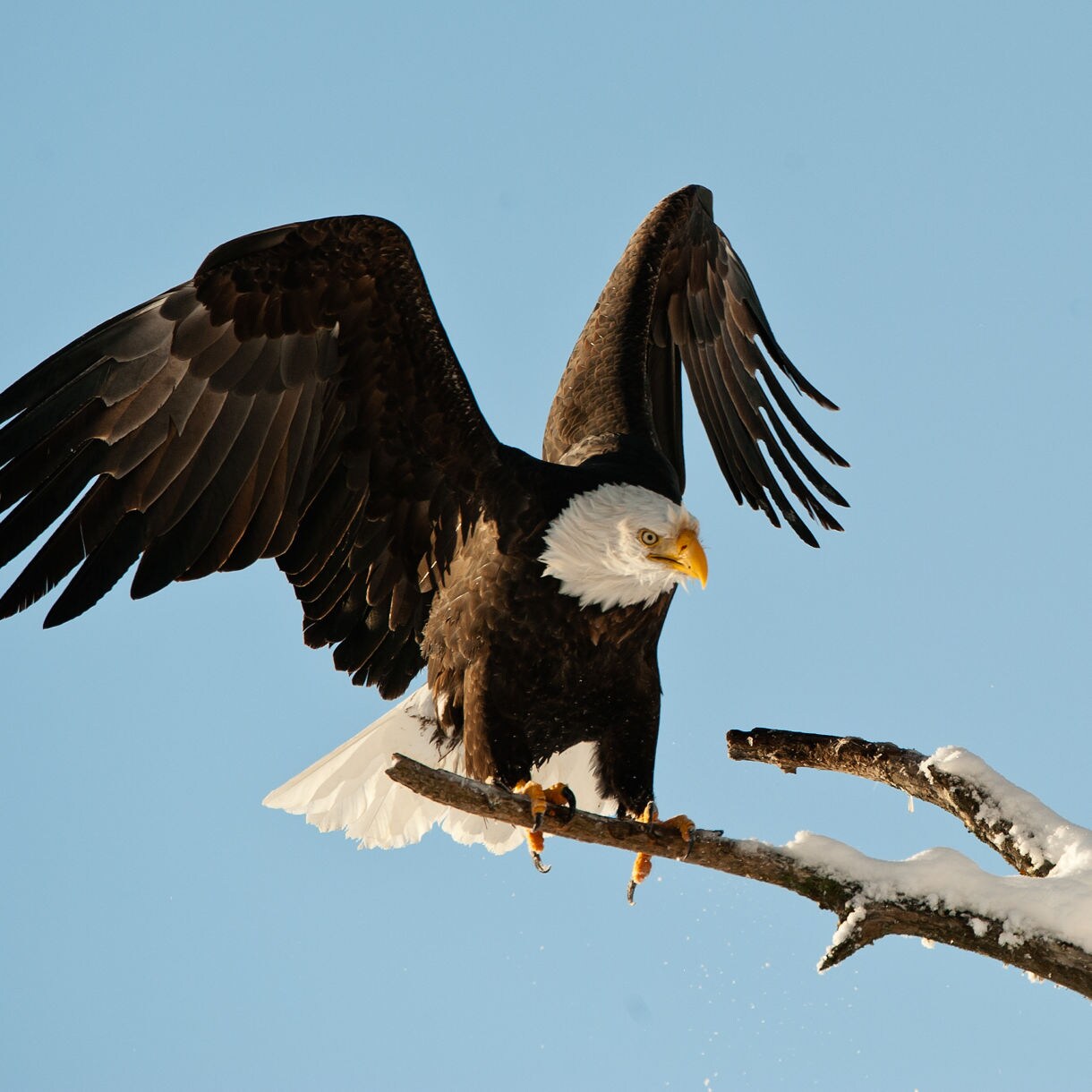 Bald eagle with wings spread wide, preparing to launch from a snow-covered tree branch against a clear blue sky in the Alaska Bald Eagle Preserve.