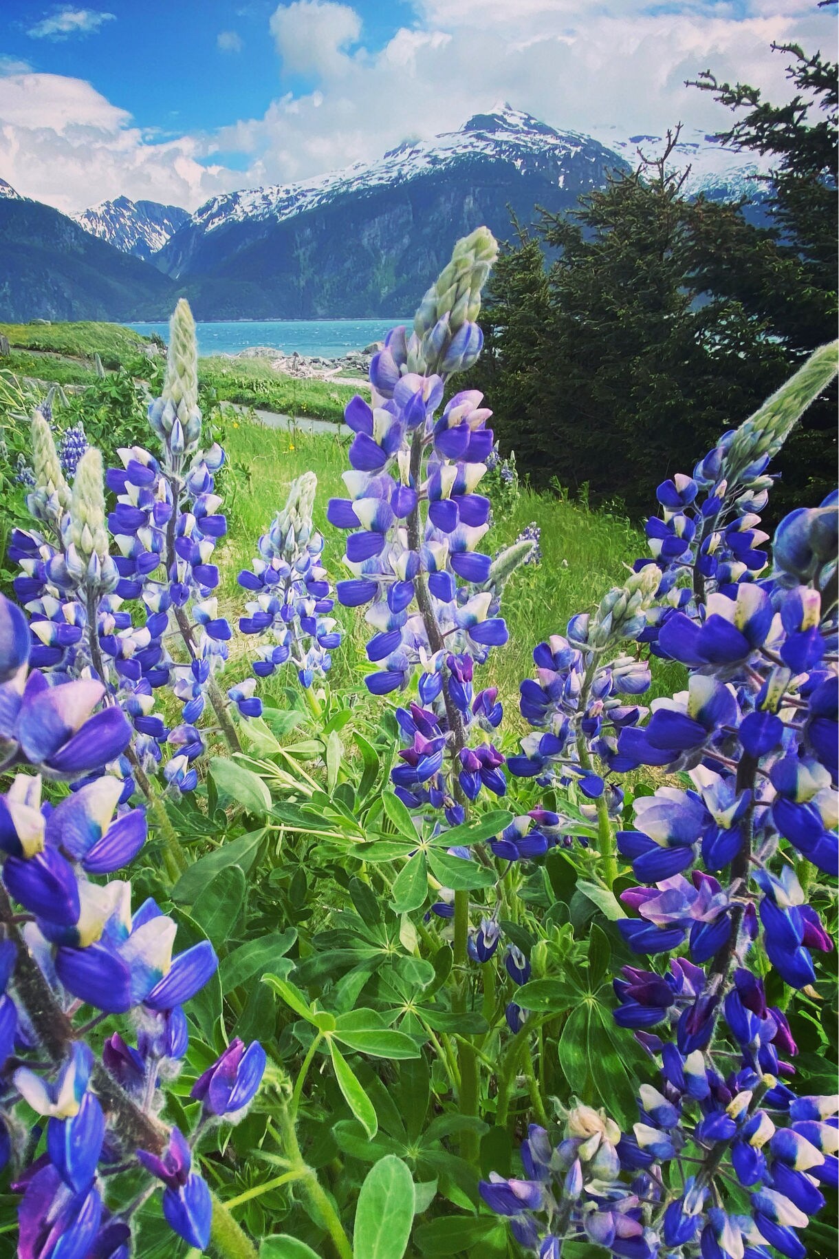 Close-up of vibrant purple and blue lupine wildflowers in a grassy meadow near Haines, Alaska, with snow-capped mountains and a turquoise bay in the background.