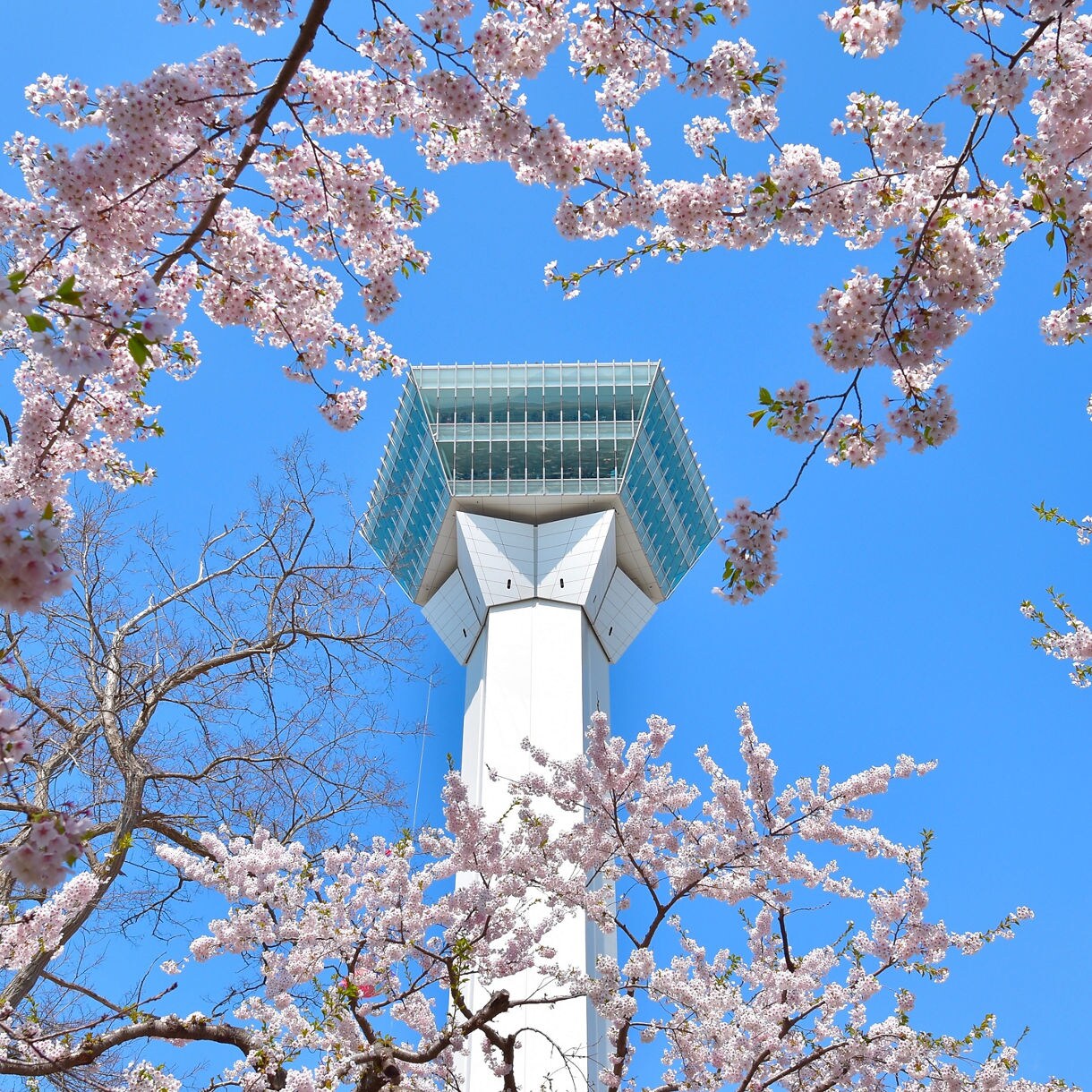 Goryokaku Tower rises behind cherry blossoms in full bloom against a clear blue sky.