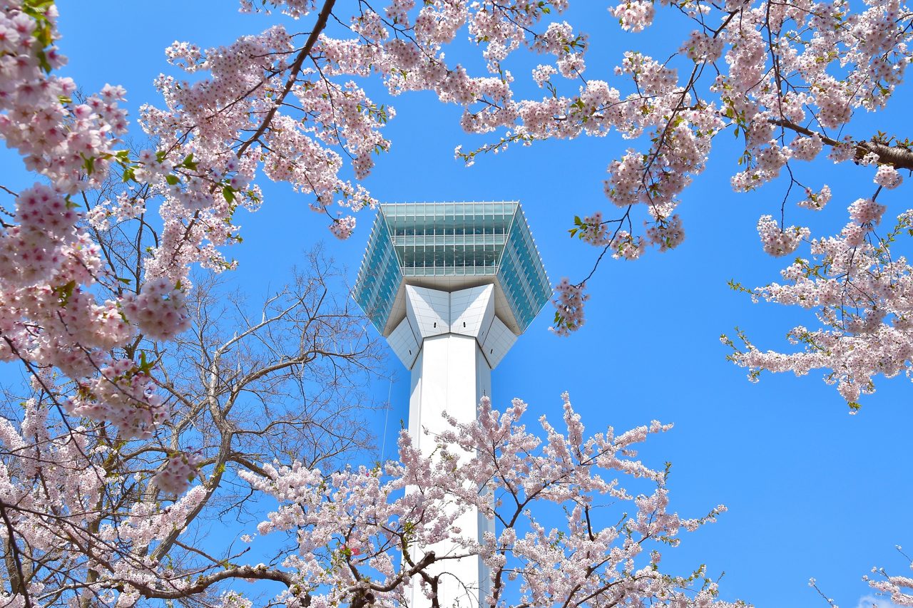 Goryokaku Tower rises behind cherry blossoms in full bloom against a clear blue sky.