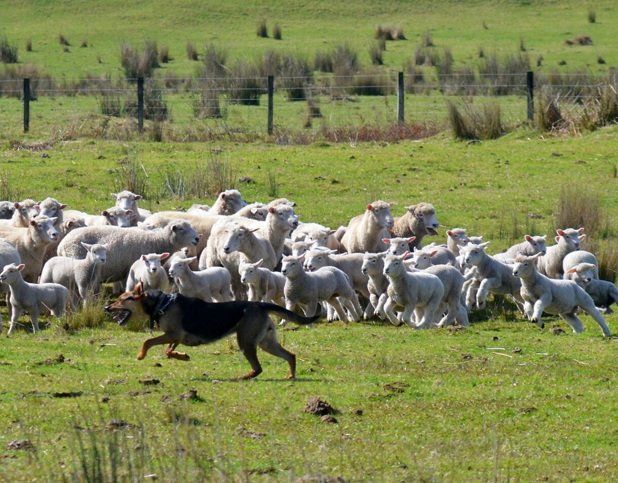 A herding dog runs in front of a large group of sheep and lambs in a grassy paddock, guiding them together.