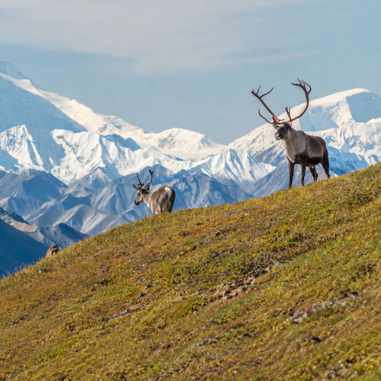 Two caribou stand on a grassy alpine hillside overlooking a dramatic range of snow-covered mountains. The larger animal faces forward while the smaller one stands slightly behind, both displaying prominent antlers. The scene is bathed in clear daylight, highlighting the contrast between the green slope and the white peaks. The image conveys a sense of wilderness, freedom, and pristine natural beauty.