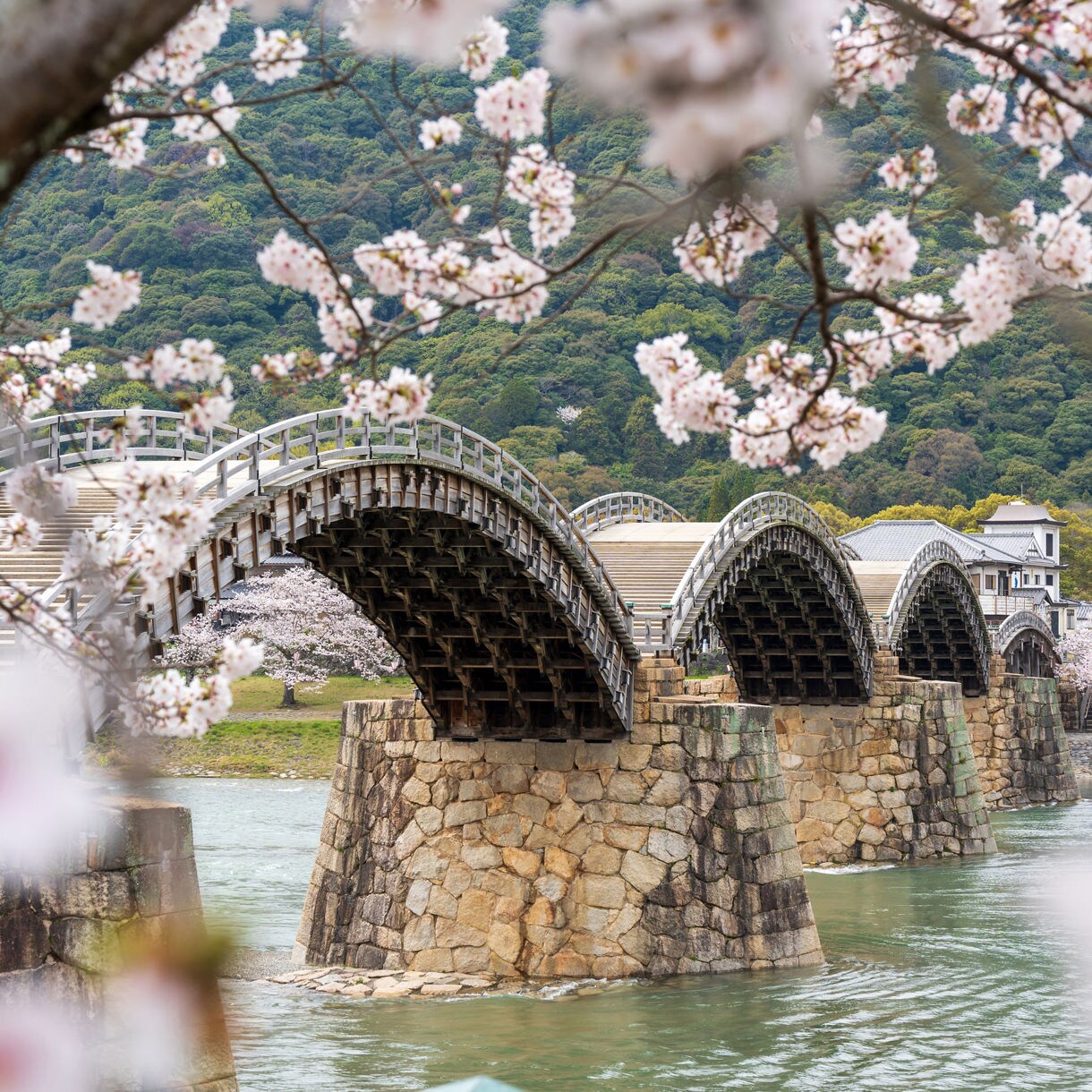 Traditional arched wooden Kintai Bridge spanning a river in Iwakuni, Japan, framed by blooming cherry blossom branches and backed by forested hills and Japanese architecture.