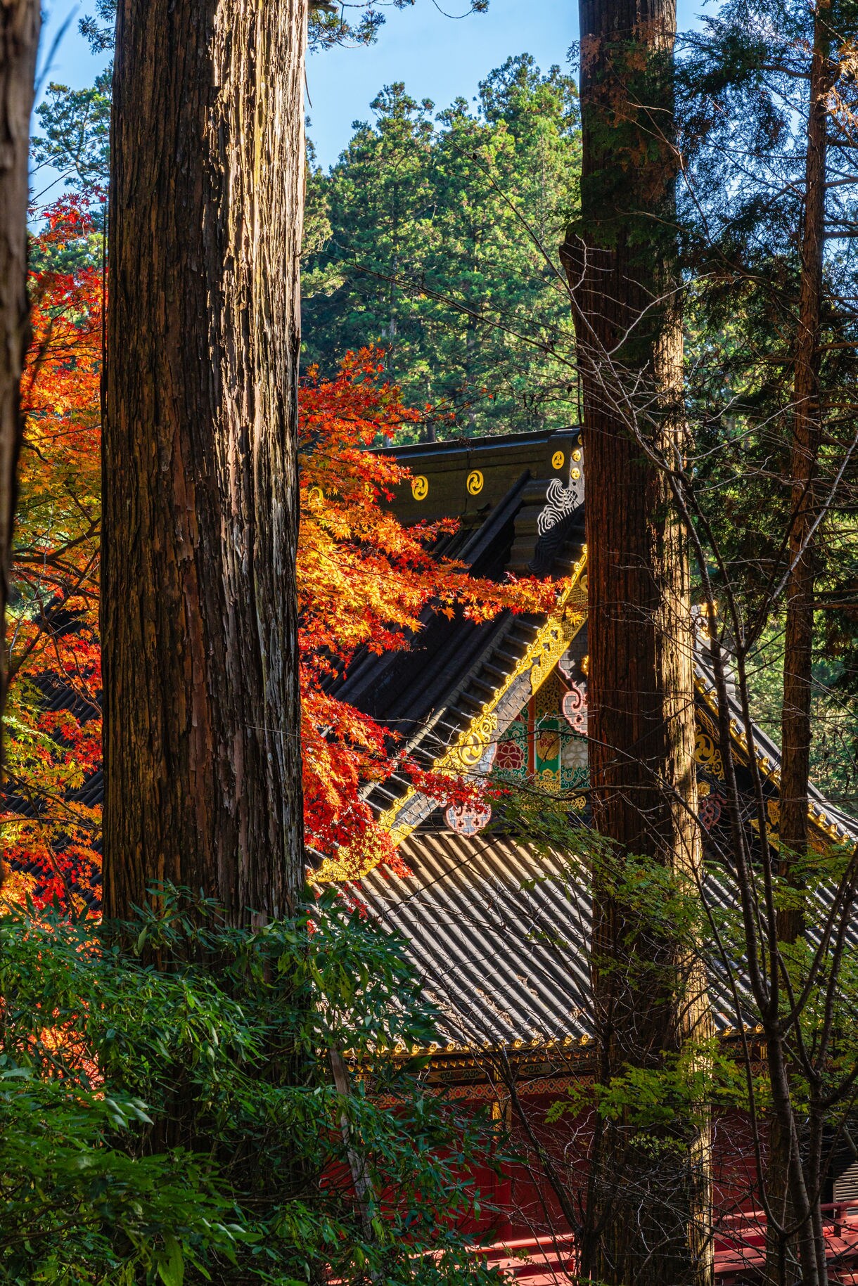View through tall tree trunks of a Japanese temple with traditional curved roofline surrounded by bright red and orange autumn leaves in a forested setting.