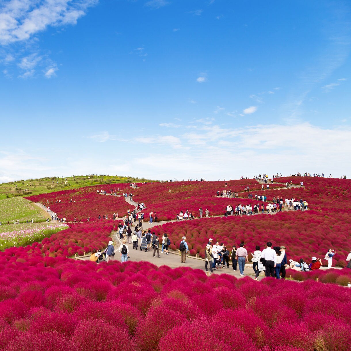 Visitors walk along winding paths through rolling hills blanketed in vivid red kochia under a bright blue sky.