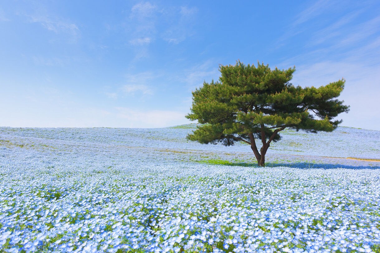 A lone pine tree stands in the middle of a vast field of blooming baby blue nemophila under a bright blue sky.