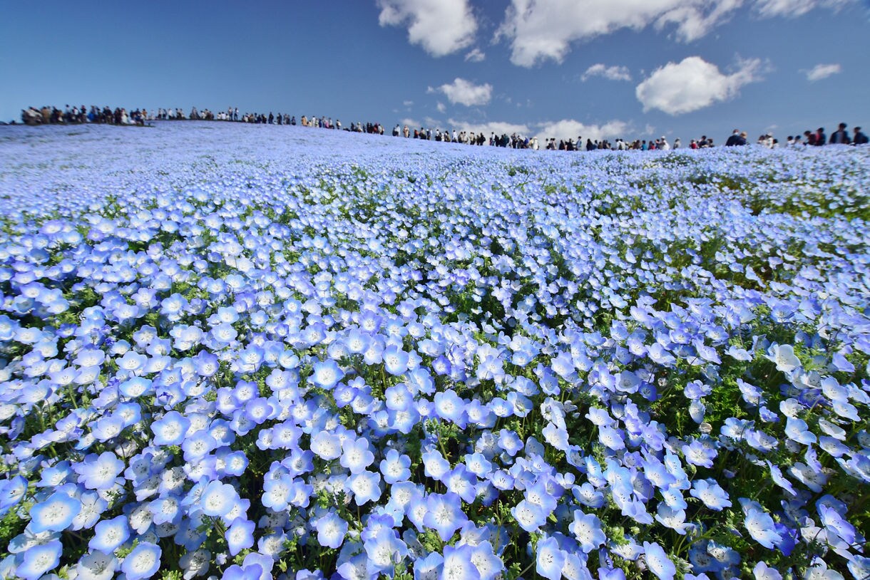 Crowds walk along a ridge overlooking a massive field of blooming baby blue nemophila under a sunny, cloud-dotted sky.