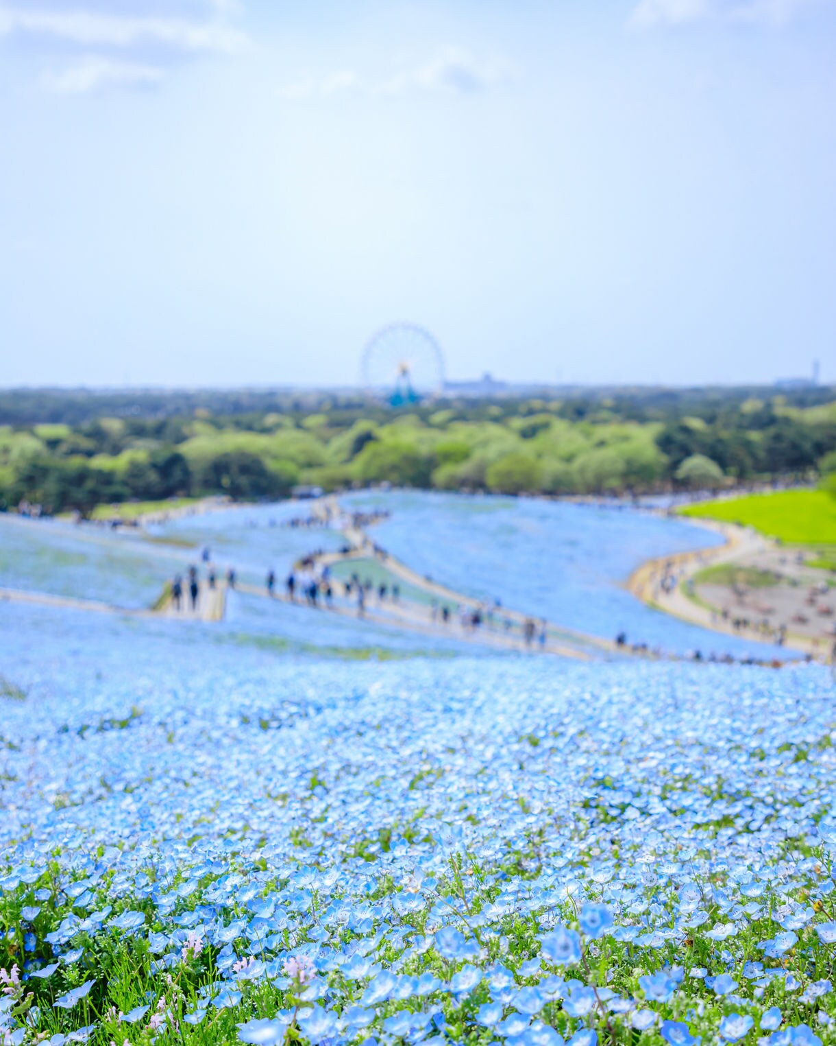 Fields of blooming nemophila stretch toward a distant Ferris wheel, with walking paths winding through the flowers.