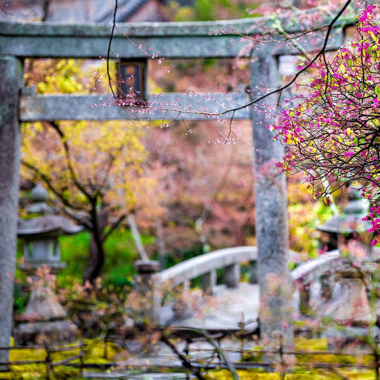 A blooming tree with pink flowers frames a traditional stone torii gate and arched bridge in a vibrant Japanese garden.