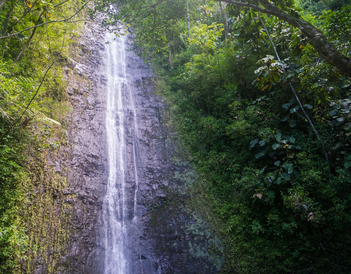 Tall waterfall cascading down a rocky cliff surrounded by dense green rainforest.