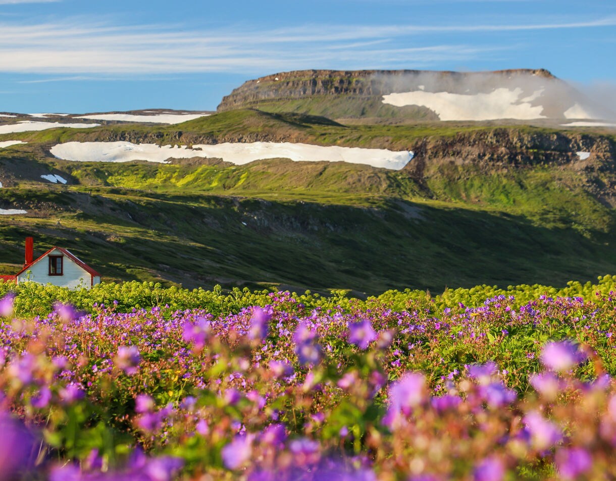 Purple wildflowers in Hornstrandir Nature Reserve with a small white cottage and snow-patched green mountains in the background.