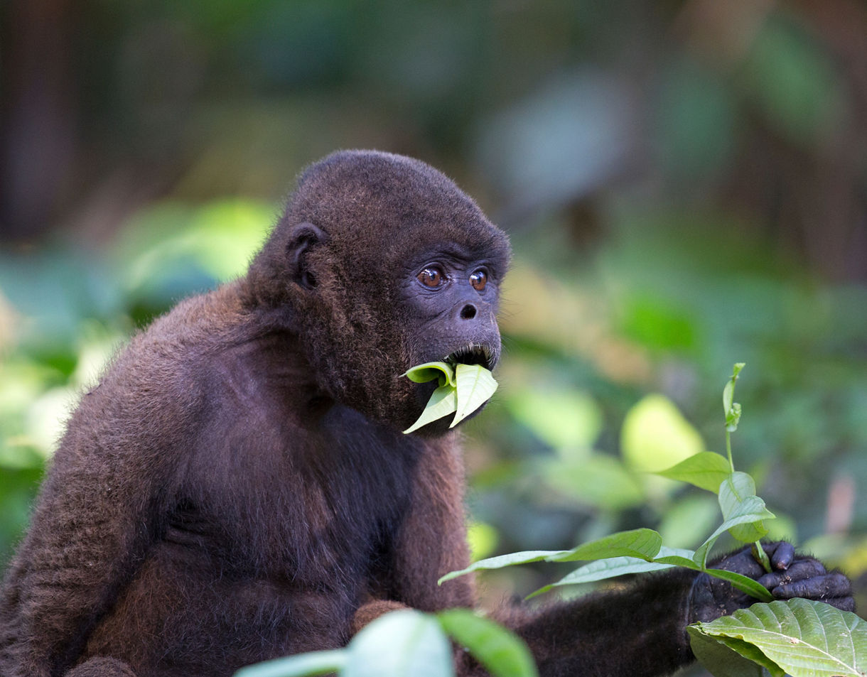 Close-up of a young howler monkey in the forest holding a leafy branch and chewing on bright green leaves.