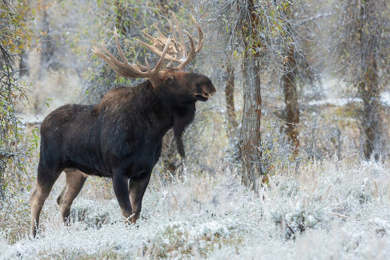 A large bull moose with wide antlers standing in a forest clearing surrounded by thin trees in Alaska.