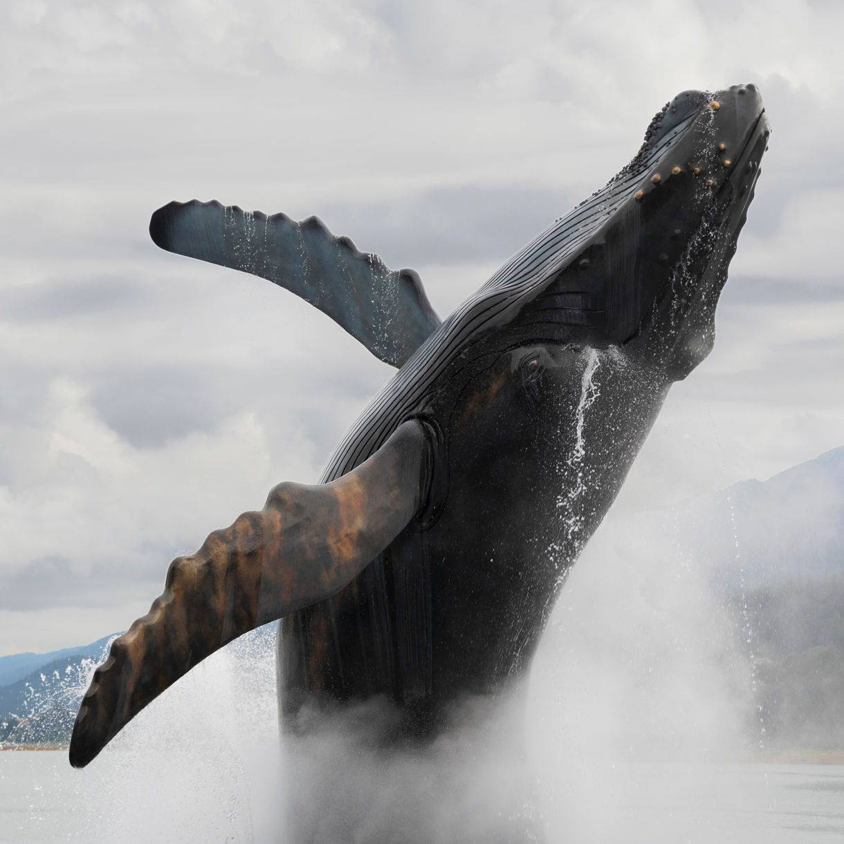 Humpback whale breaching out of the water with its pectoral fins extended against a cloudy sky and mountain backdrop in Juneau waters.