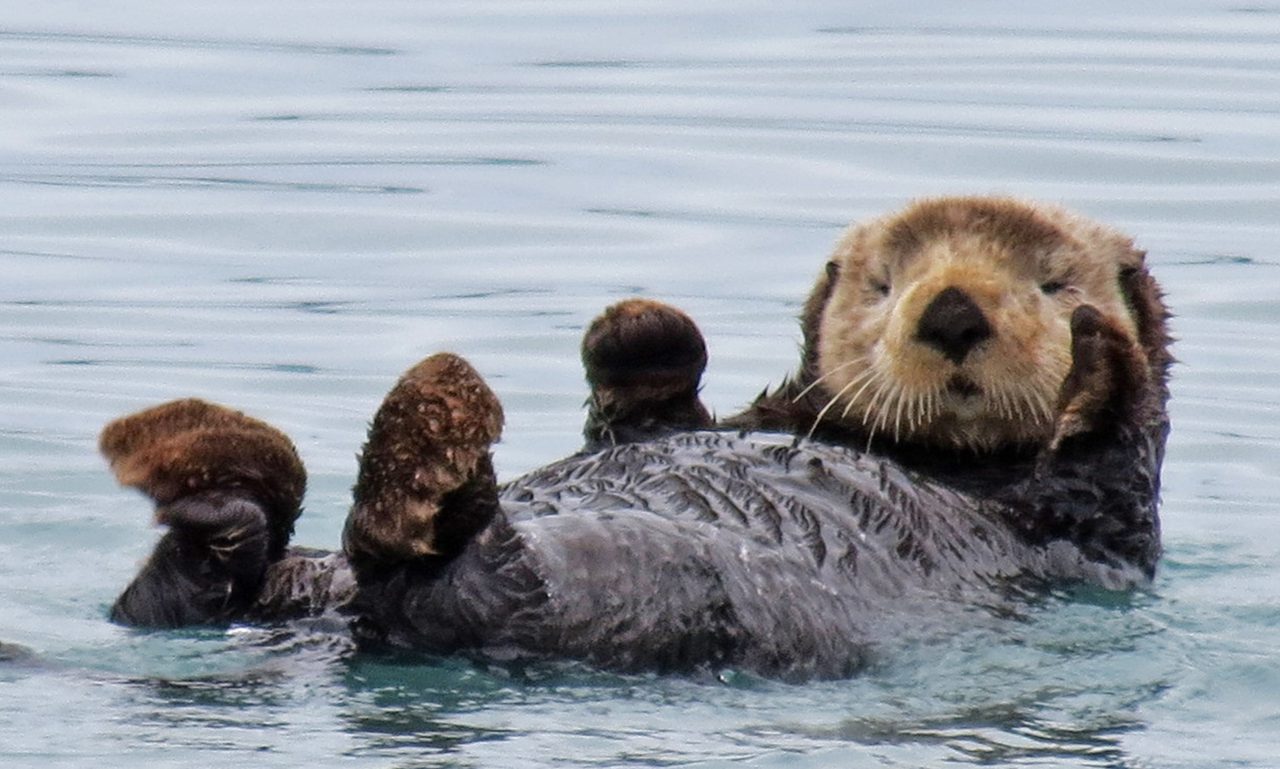 Sea otter floating on back in calm blue water looking directly at camera with whiskers visible.