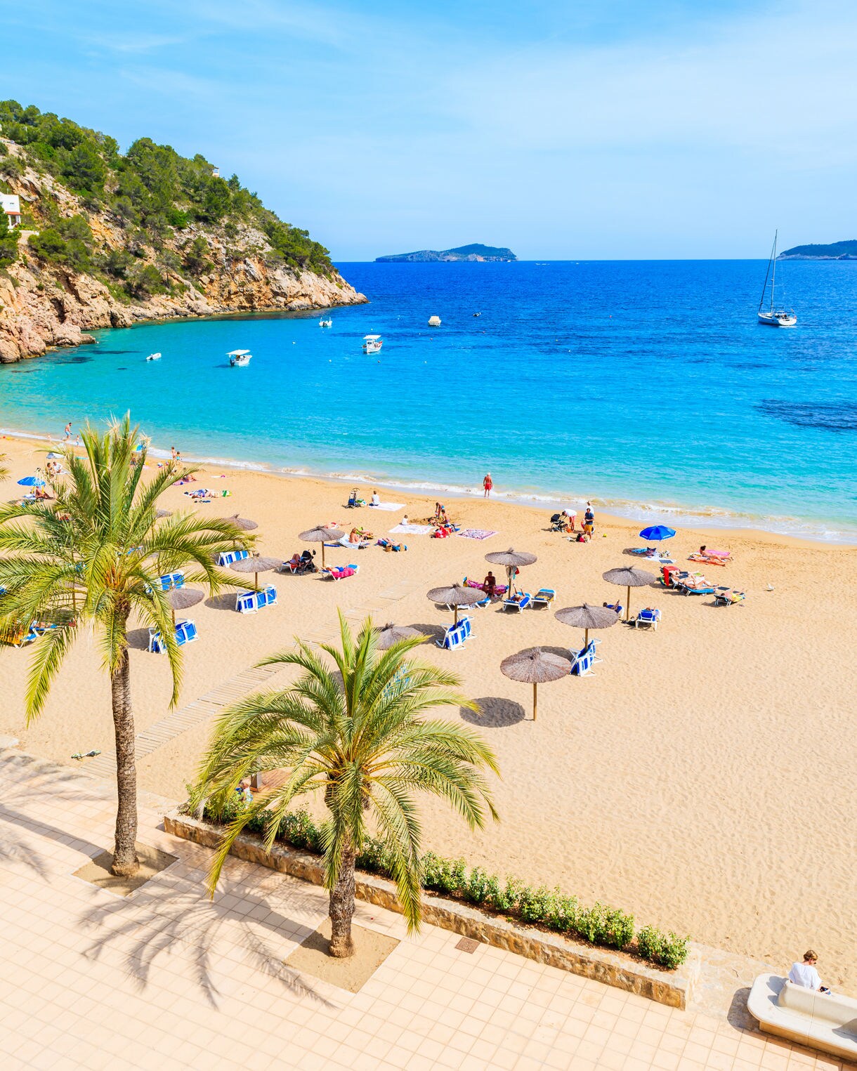 Palm tree and sun loungers on sandy Cala San Vicente beach, Ibiza island, Spain
