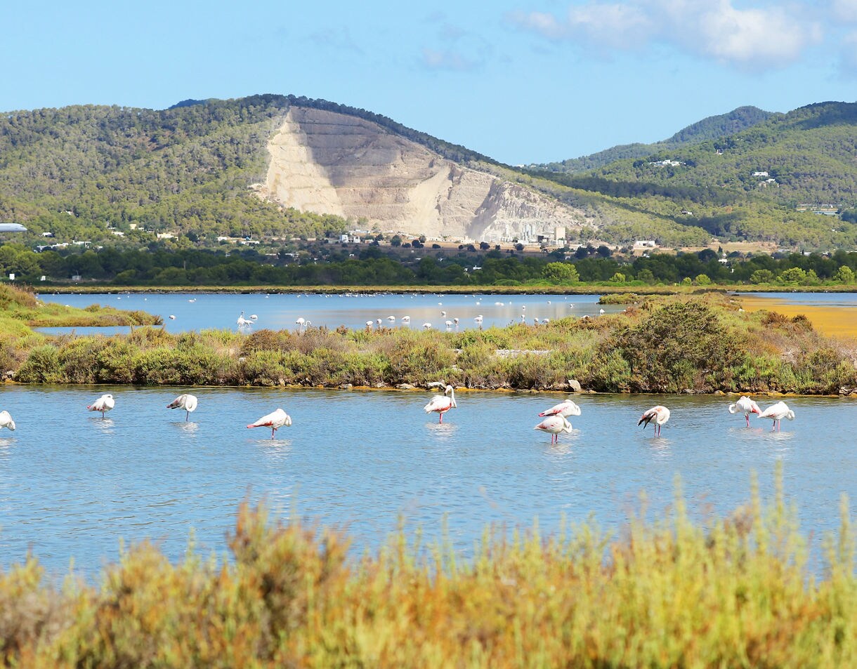 Flamingos wading in the shallow waters of Las Salinas in Ibiza with wetlands, green hills, and a distant airplane descending in the background.