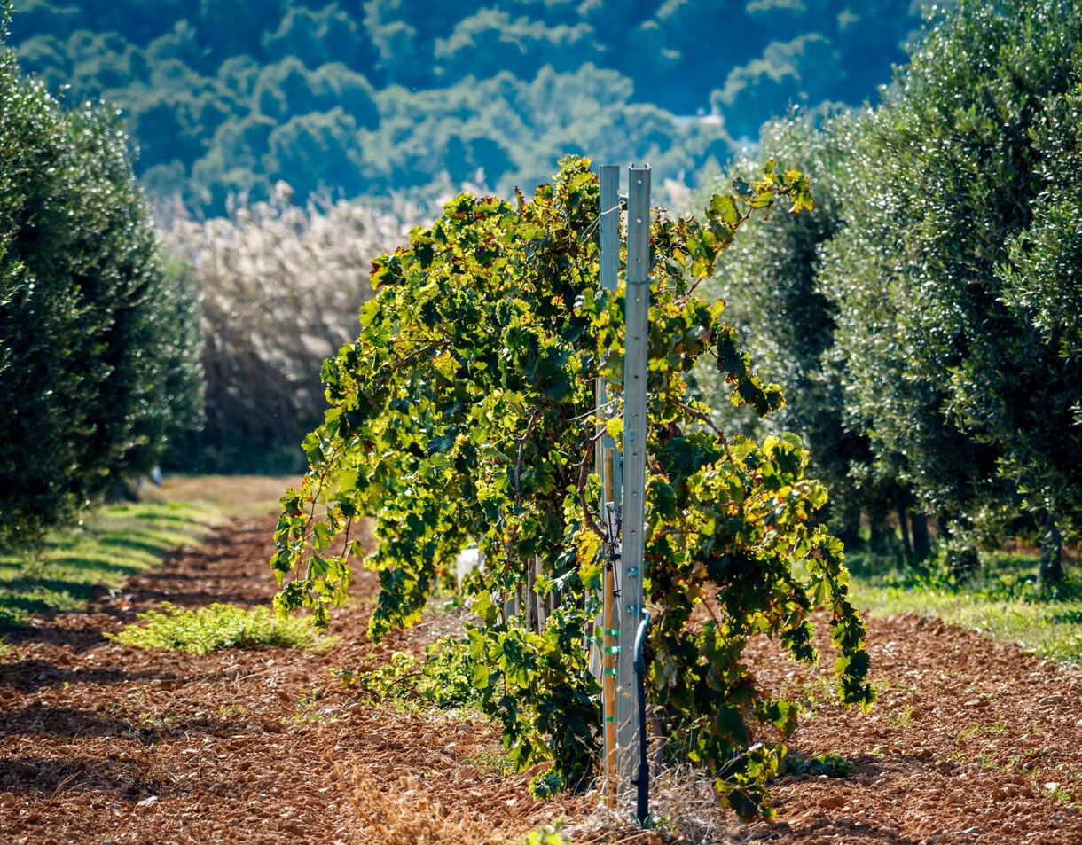 Vineyard in Ibiza with grapevines supported by posts, surrounded by neat rows of olive trees and lush greenery under summer light.