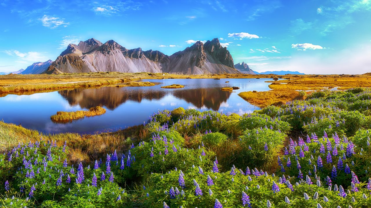 A small white boat rests among purple lupine flowers by the shore of Ísafjörður, with green hills, scattered houses and snow-covered mountains in the distance.